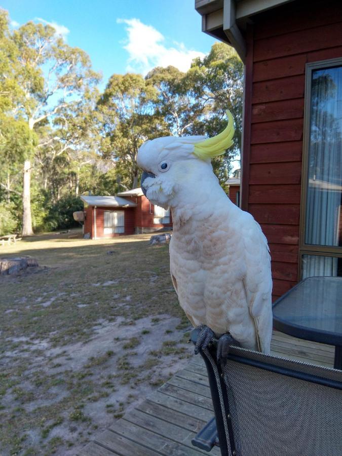 Wonderland Cottages Halls Gap Exteriör bild