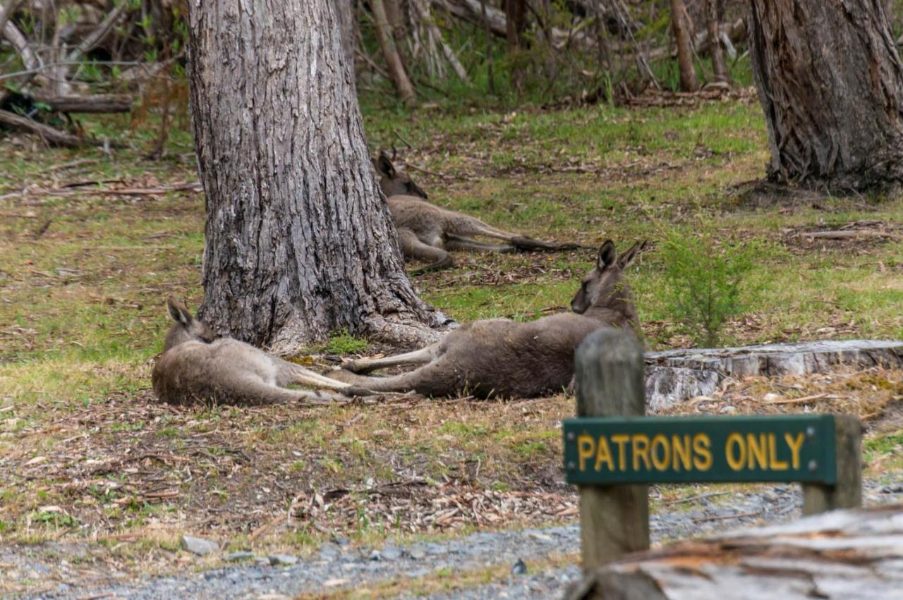 Wonderland Cottages Halls Gap Exteriör bild